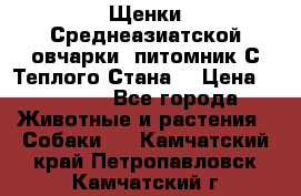 Щенки Среднеазиатской овчарки (питомник С Теплого Стана) › Цена ­ 20 000 - Все города Животные и растения » Собаки   . Камчатский край,Петропавловск-Камчатский г.
